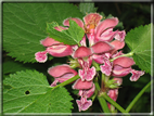 foto Fiori